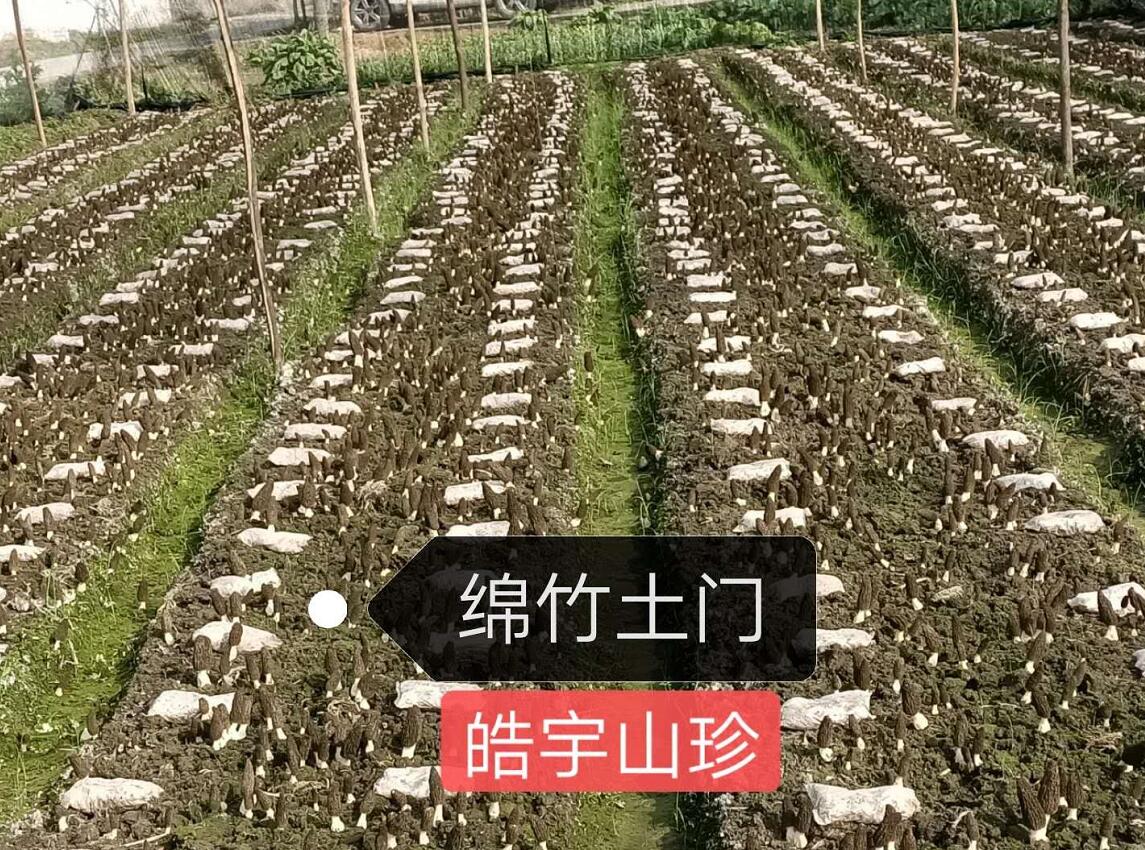 &#20061;&#28216;&#23089;&#20048;